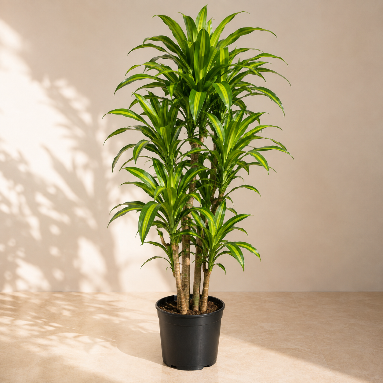 Artificial Dracaena Lemon Lime Bushy Plant