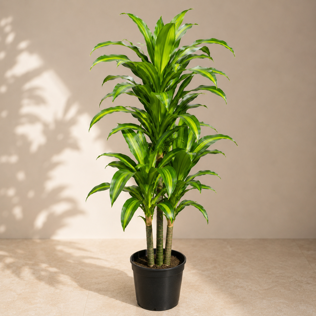Artificial Green Yellow Dracaena Plant
