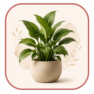Plants